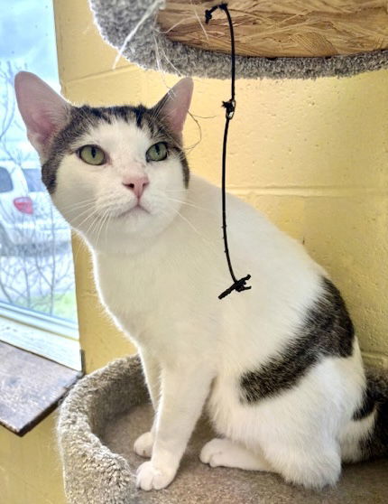 SNOOPY (Neutered!)