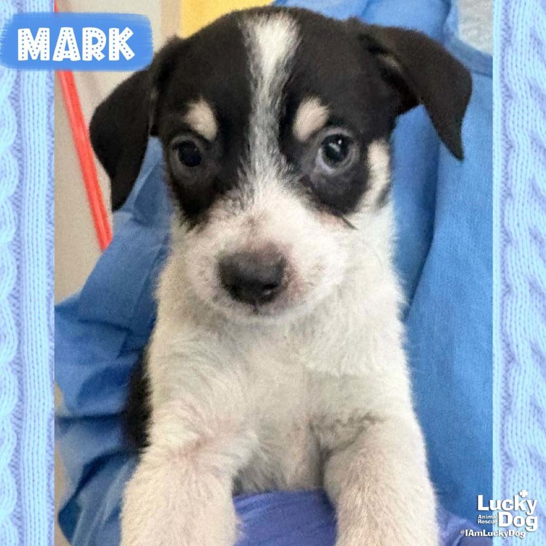 Mark