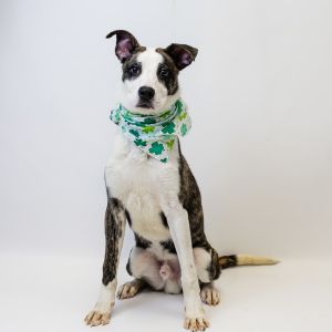 Pen 110 Beaux Pit Bull Terrier Dog