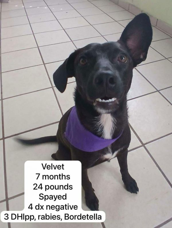 Velvet photo 1