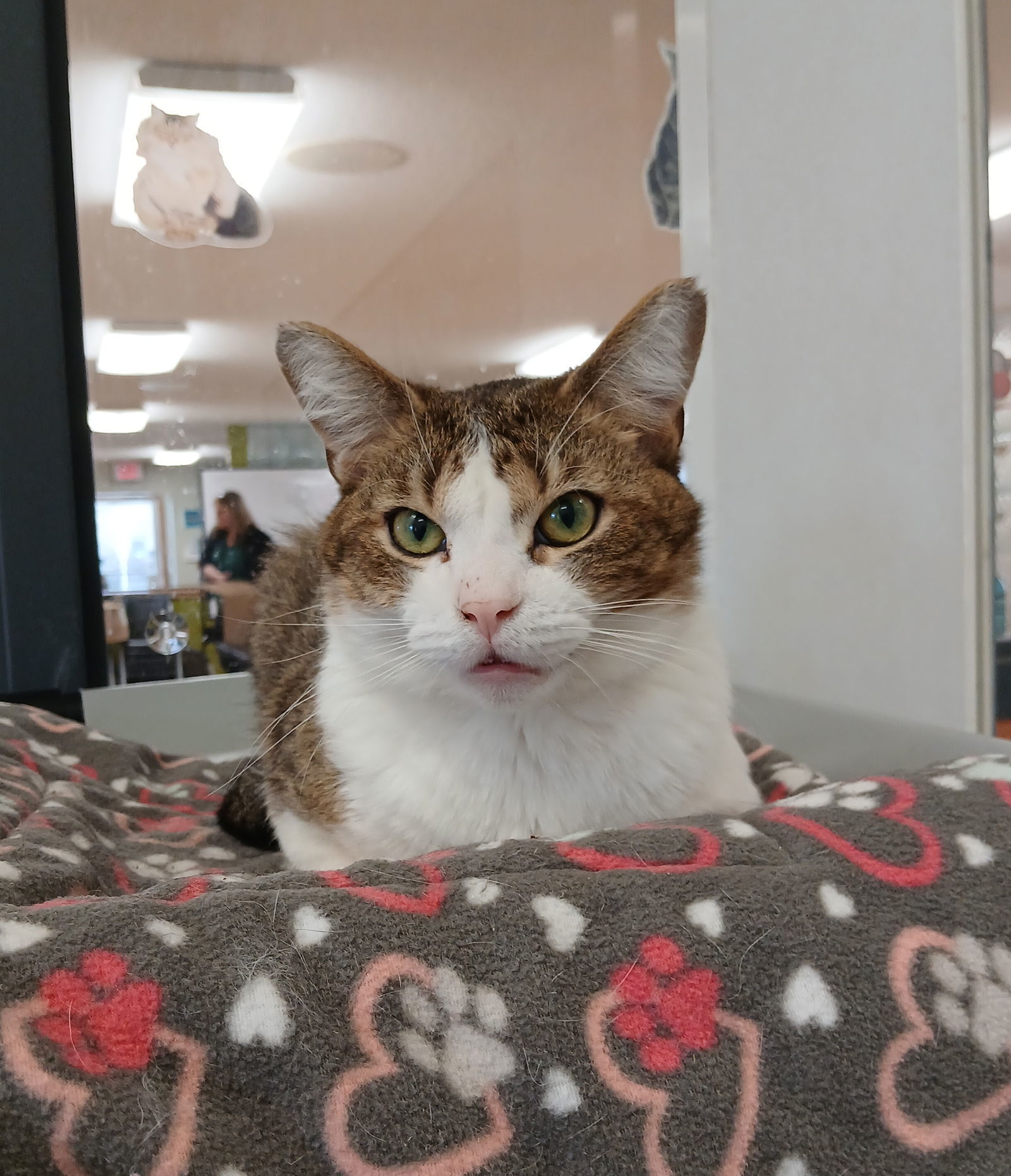 Gizmo