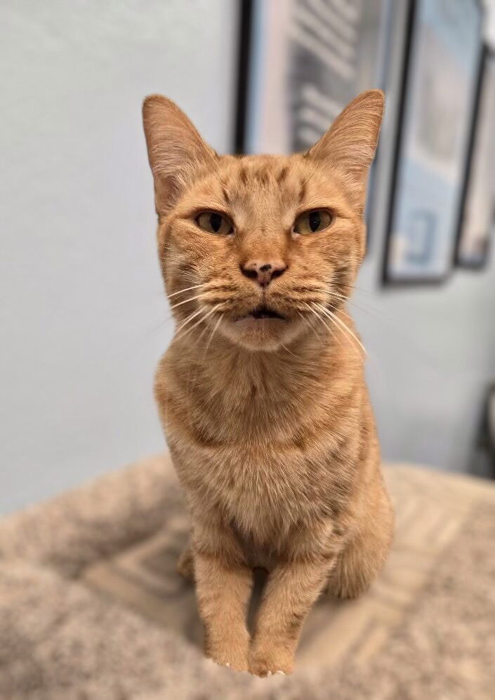 Oscar 1