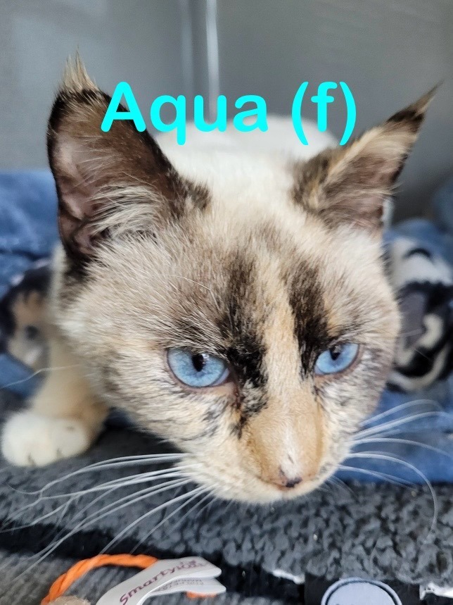 AQUA Kitty 1