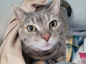 BELLE Cat