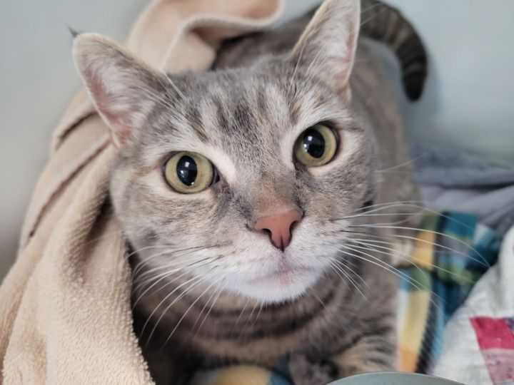 BELLE Cat 1