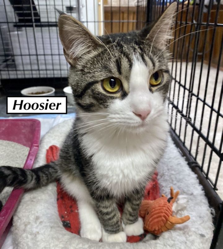CAT - HOOSIER 1