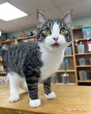 CAT - HOOSIER, Young Male Domestic Short Hair