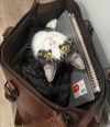CAT - HOOSIER photo 2