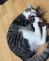 CAT - HOOSIER photo 3