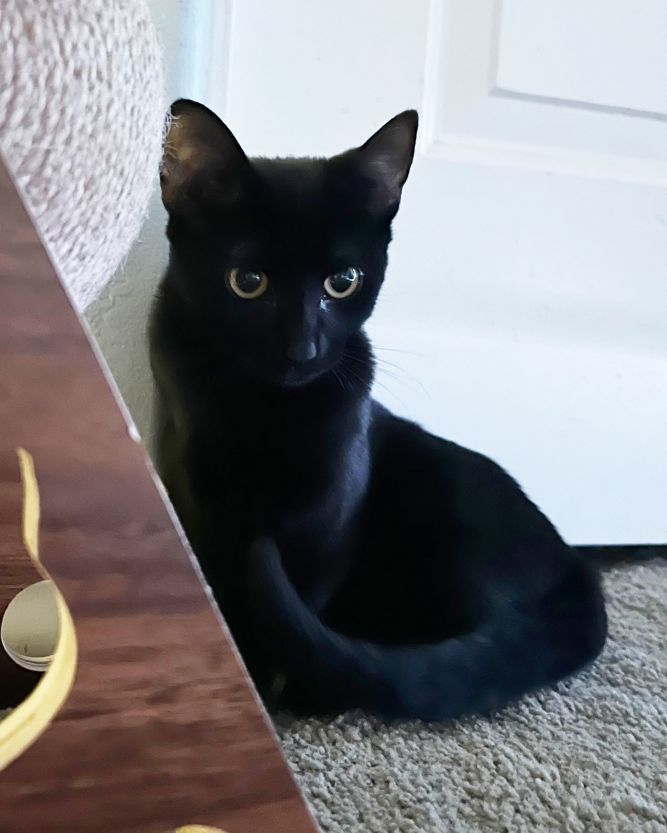 Pico de Gato Ange