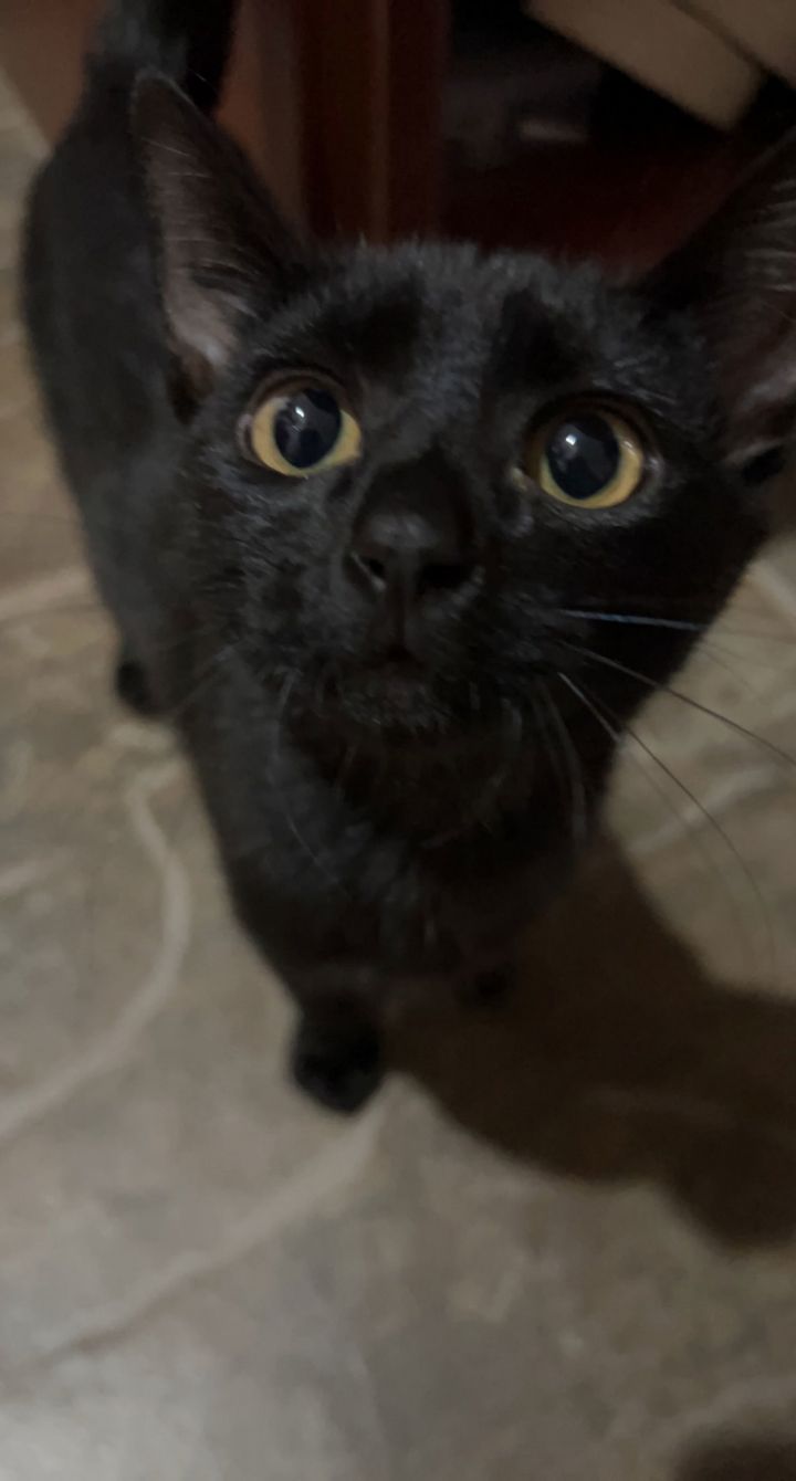 Pico de Gato Ange 2