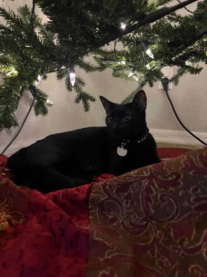 Pico de Gato Ange 3