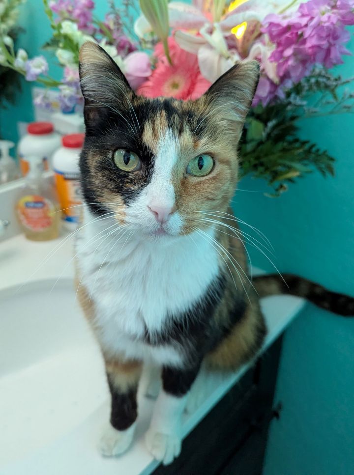 Lillian Rose 1