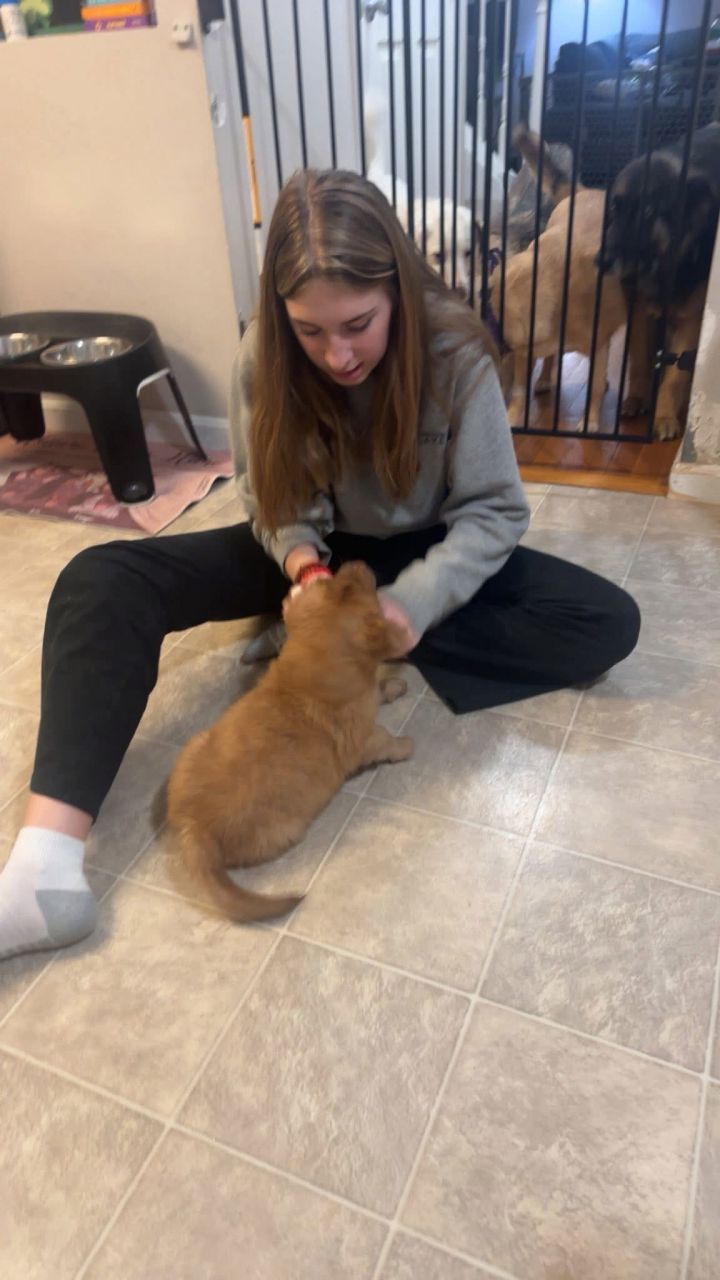 Nugget 1