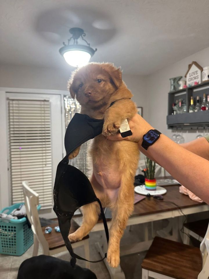 Nugget 2