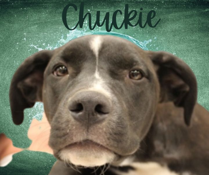 Chuckie 3