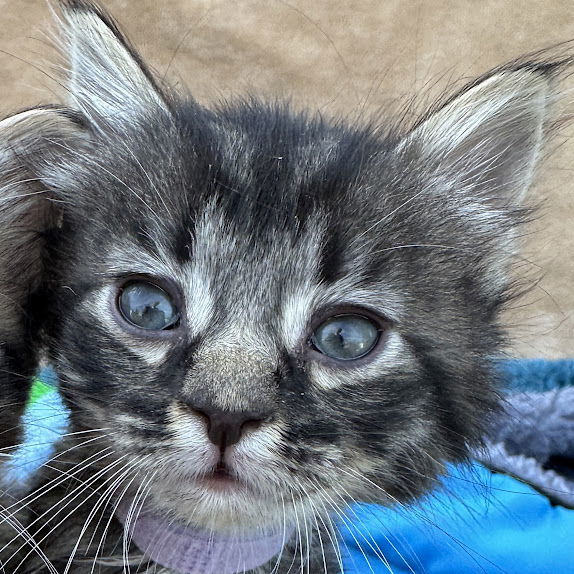 LEXUS - Bonded with Bentley