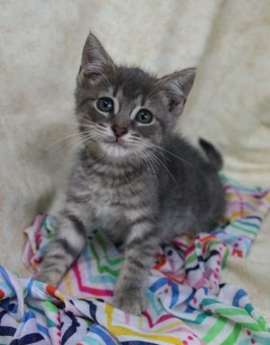 Milo (Marshall IV)