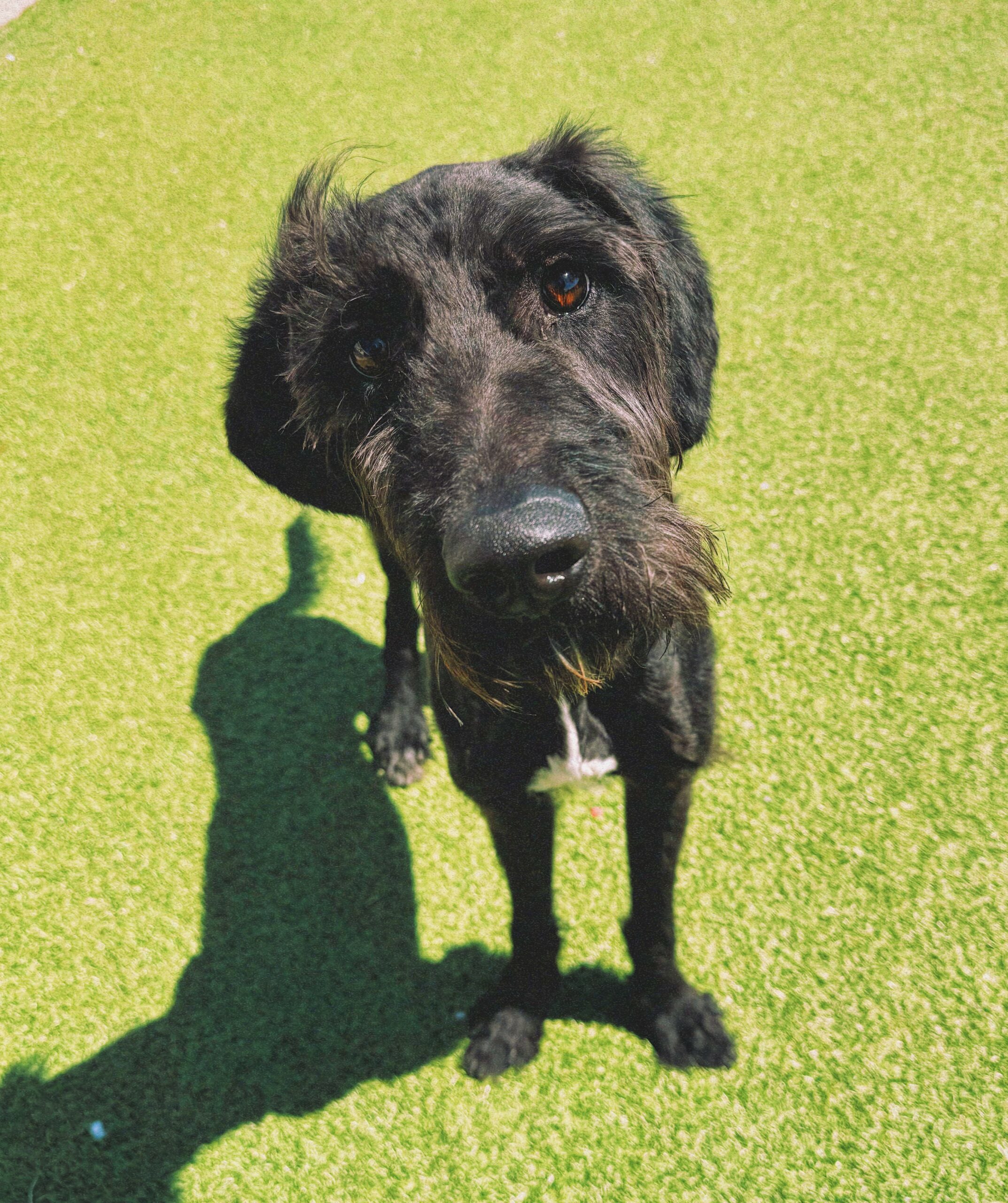 Winston, an adoptable Standard Poodle, Coonhound in Hays, KS, 67601 | Photo Image 1