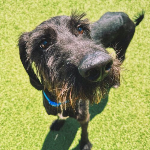 Winston, an adoptable Standard Poodle, Coonhound in Hays, KS, 67601 | Photo Image 2