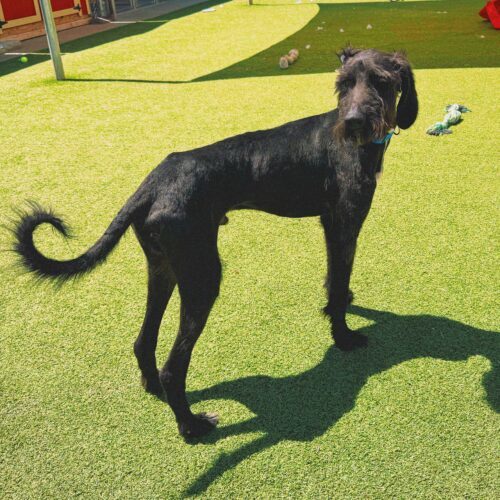 Winston, an adoptable Standard Poodle, Coonhound in Hays, KS, 67601 | Photo Image 3