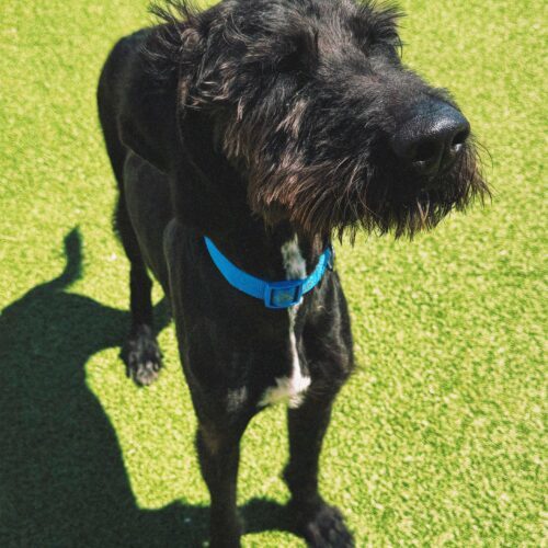 Winston, an adoptable Standard Poodle, Coonhound in Hays, KS, 67601 | Photo Image 4