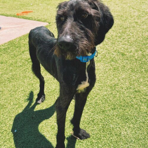 Winston, an adoptable Standard Poodle, Coonhound in Hays, KS, 67601 | Photo Image 5