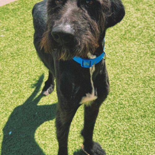 Winston, an adoptable Standard Poodle, Coonhound in Hays, KS, 67601 | Photo Image 6