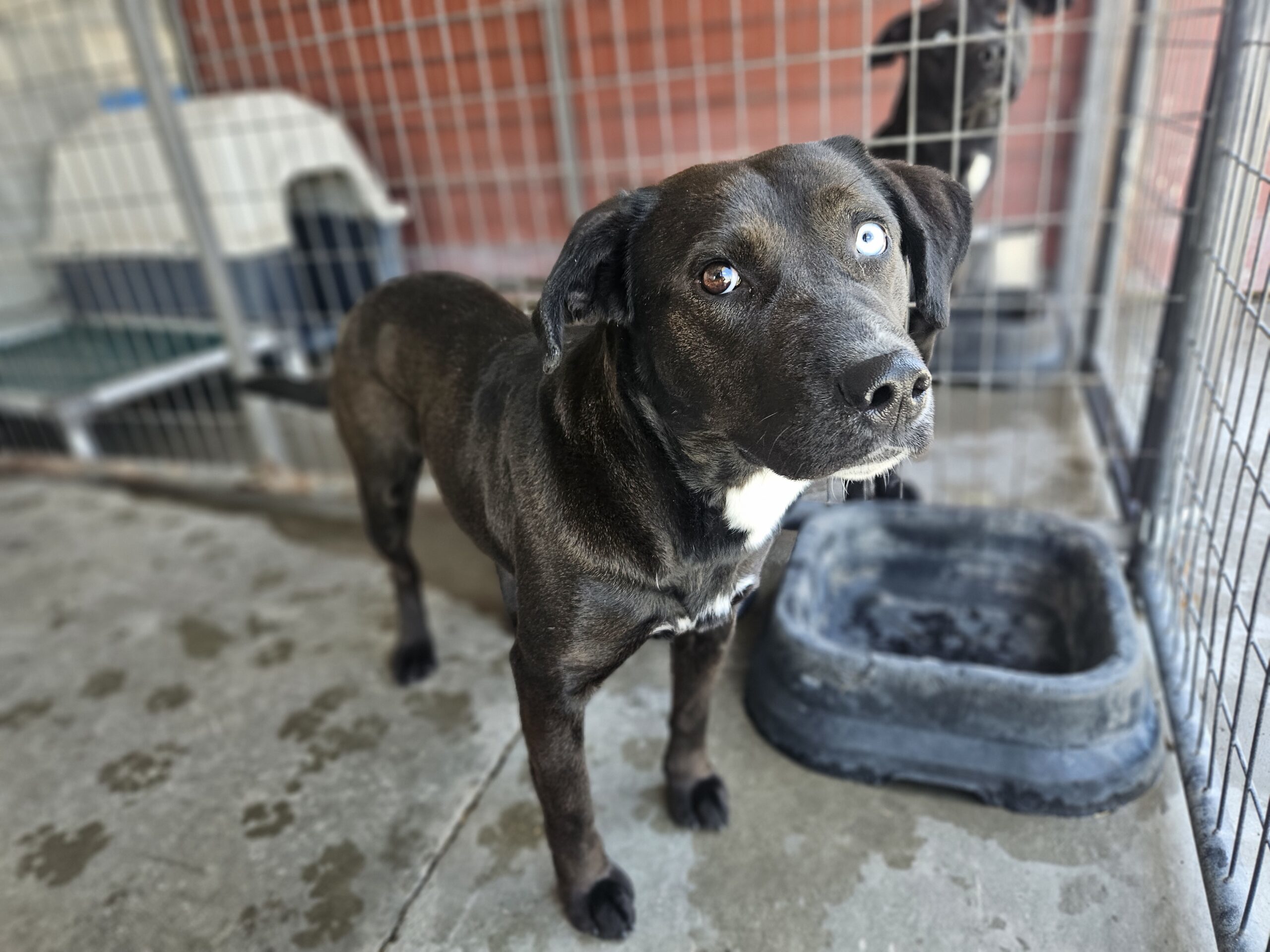 Fawn, an adoptable Chocolate Labrador Retriever, Husky in Dillon, MT, 59725 | Photo Image 1