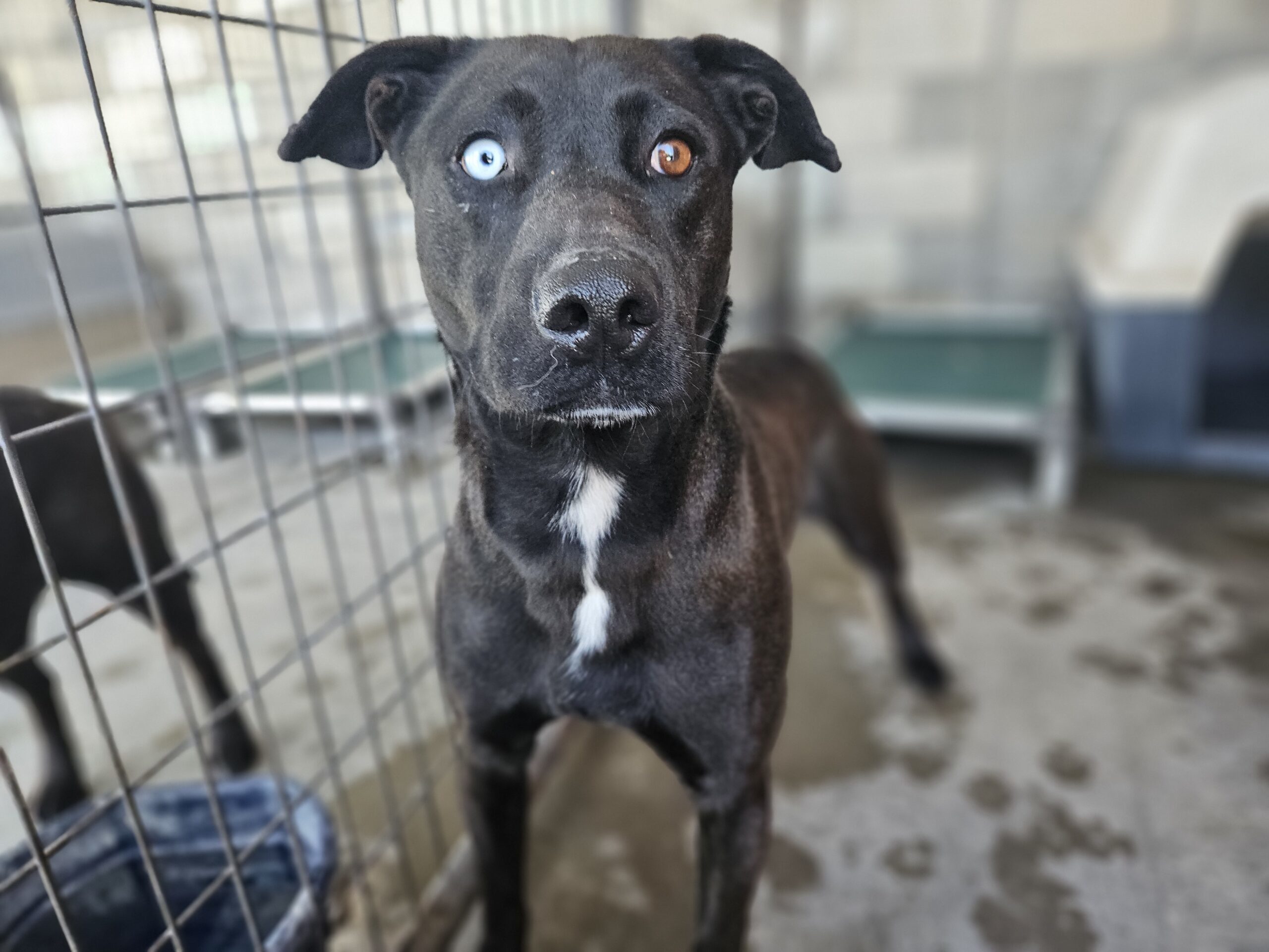 Buck, an adoptable Chocolate Labrador Retriever, Husky in Dillon, MT, 59725 | Photo Image 1
