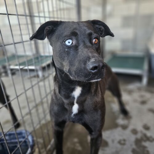 Buck, an adoptable Chocolate Labrador Retriever, Husky in Dillon, MT, 59725 | Photo Image 2