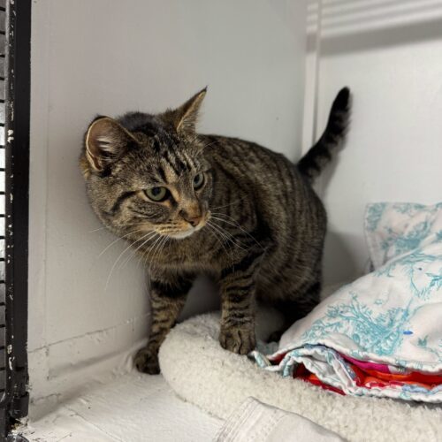 Zupa, an adoptable Domestic Short Hair in Dillon, MT, 59725 | Photo Image 1
