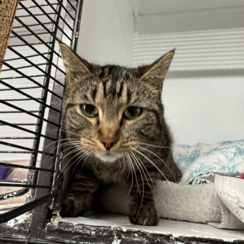 Zupa, an adoptable Domestic Short Hair in Dillon, MT, 59725 | Photo Image 2