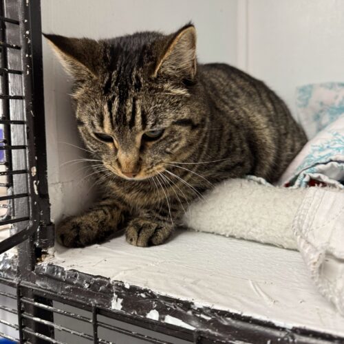 Zupa, an adoptable Domestic Short Hair in Dillon, MT, 59725 | Photo Image 3