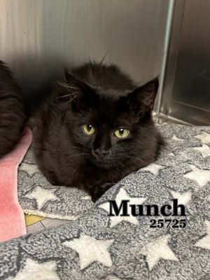 Meet Crunch  Munch - a purrfect pair These bonded brothers are 6-month-old fluffy sweethearts look