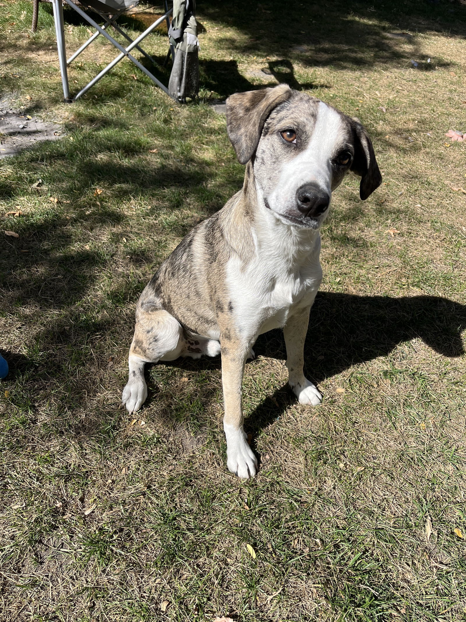 Tito James, an adoptable Catahoula Leopard Dog in Salt Lake City, UT, 84171 | Photo Image 1