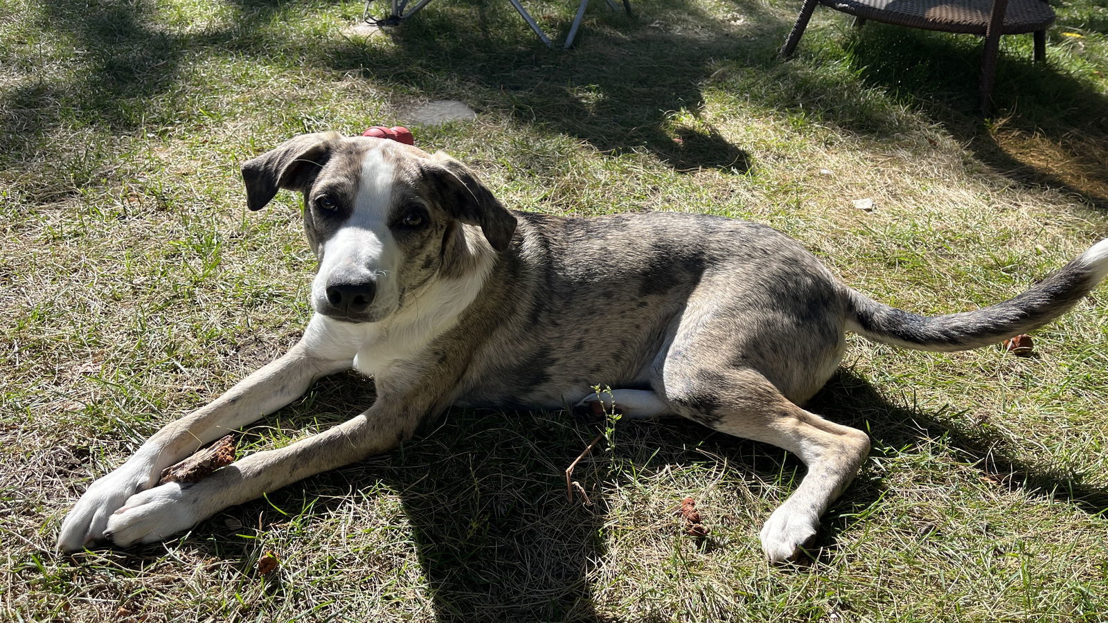 Tito James, an adoptable Catahoula Leopard Dog in Salt Lake City, UT, 84171 | Photo Image 2