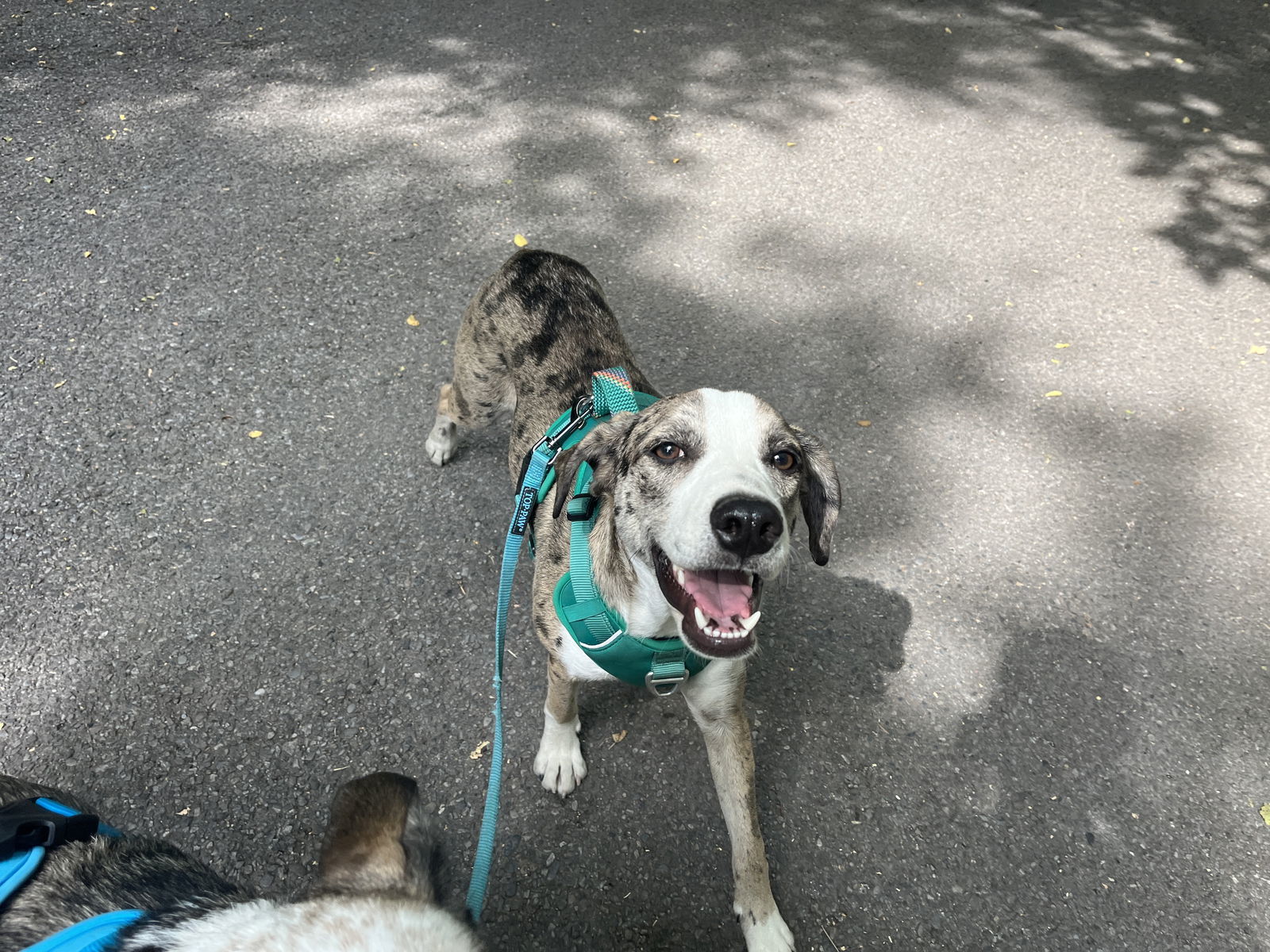 Tito James, an adoptable Catahoula Leopard Dog in Salt Lake City, UT, 84171 | Photo Image 3