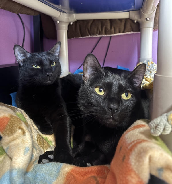 Bagheera & Coraline