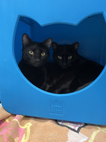 Bagheera & Coraline