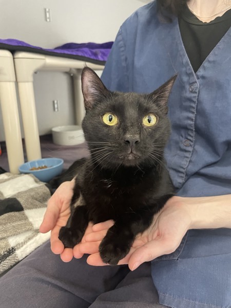 Bagheera & Coraline