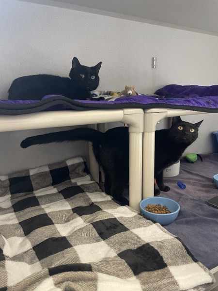 Bagheera & Coraline