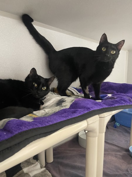 Coraline & Bagheera
