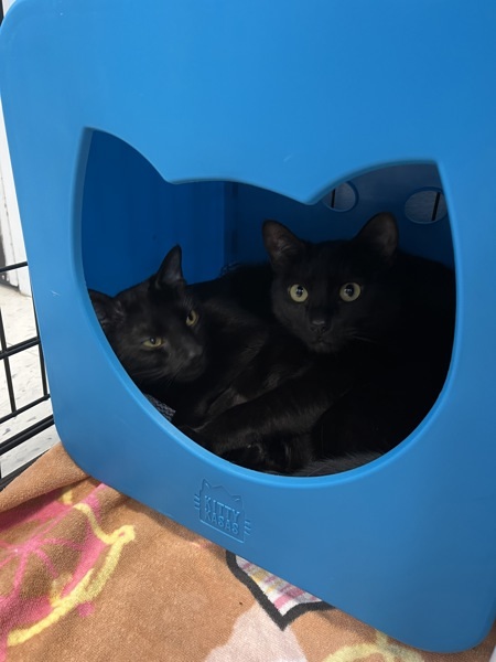 Coraline & Bagheera