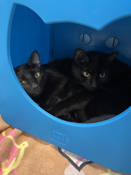 Coraline & Bagheera