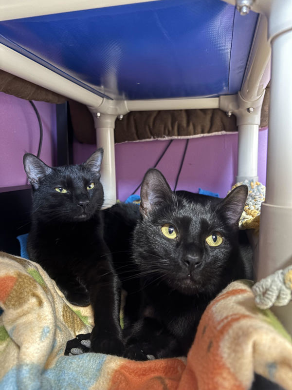 Coraline & Bagheera