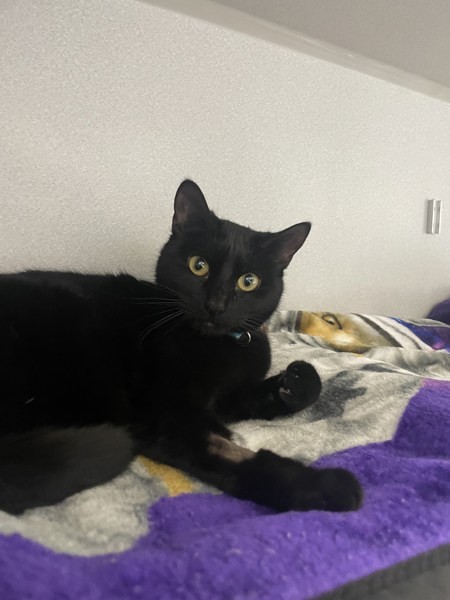 Coraline & Bagheera