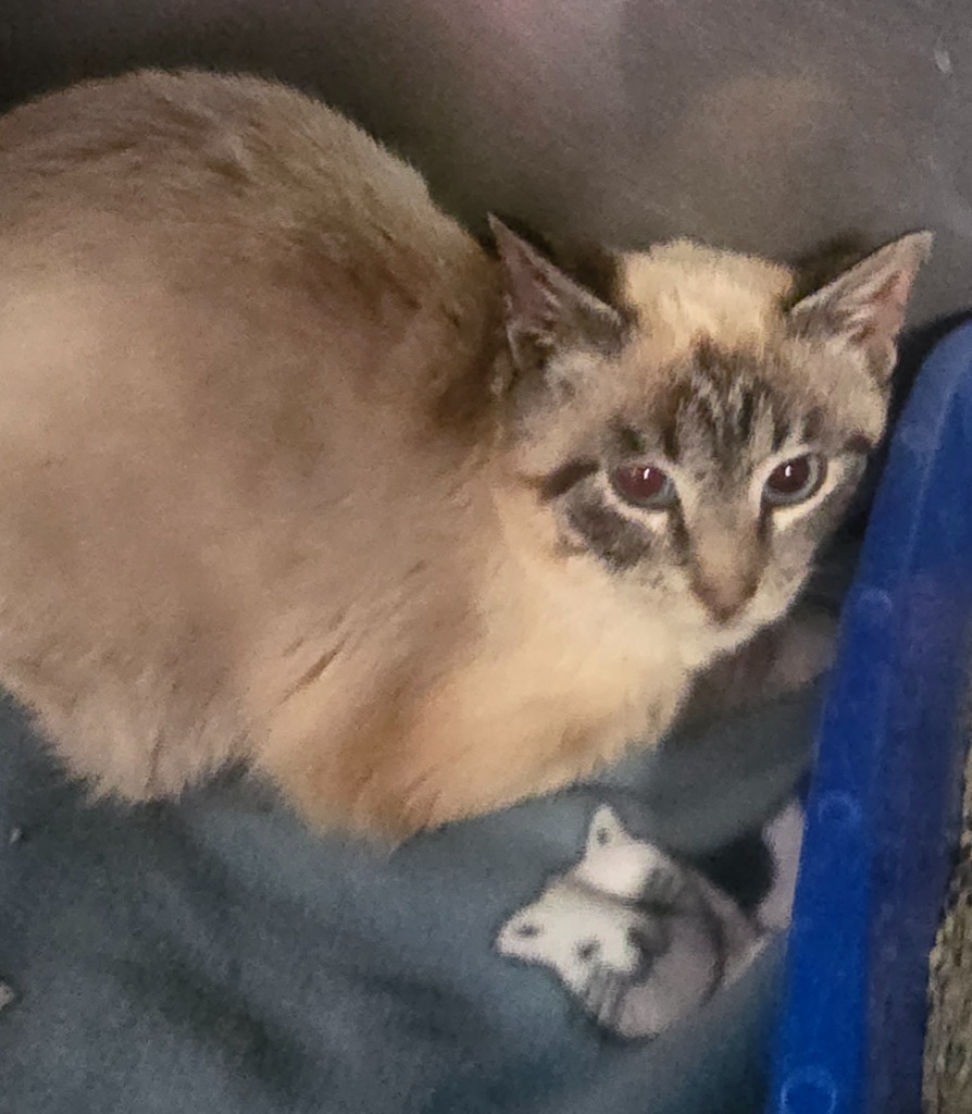 Cinnamon Swirl, an adoptable Domestic Short Hair in Virginia, MN, 55792 | Photo Image 1