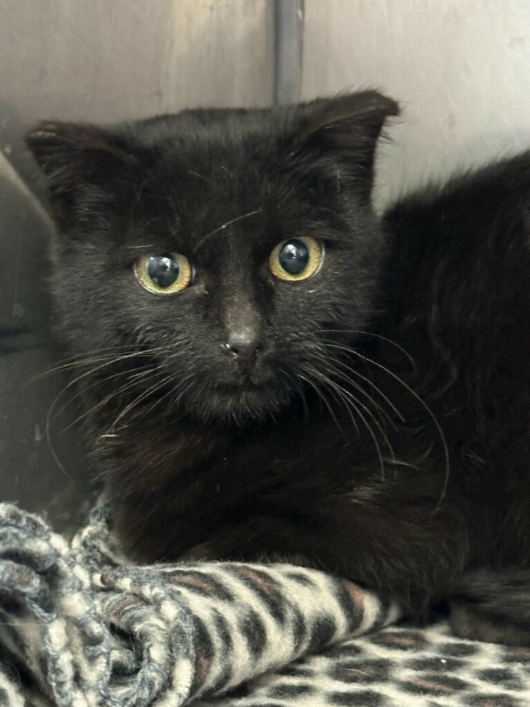 Spider Monkey, an adoptable Domestic Short Hair in Virginia, MN, 55792 | Photo Image 1
