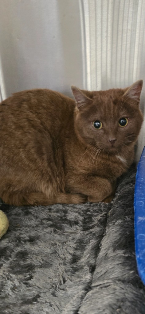 Cinnabon, an adoptable Domestic Short Hair in Virginia, MN, 55792 | Photo Image 1